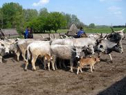 ReiseService VOGT – experts of agricultural group tours. ReiseService VOGT – experts of agricultural group tours.