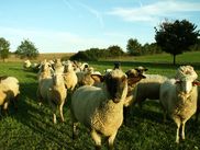 ReiseService VOGT – experts of agricultural group tours. ReiseService VOGT – experts of agricultural group tours.