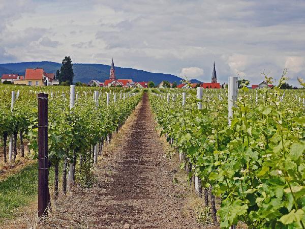 Großflächiger Weinanbau und üppige Obstplantagen prägen das Bild der Deutschen Weinstraße genauso wie Burgen und Schlösser...